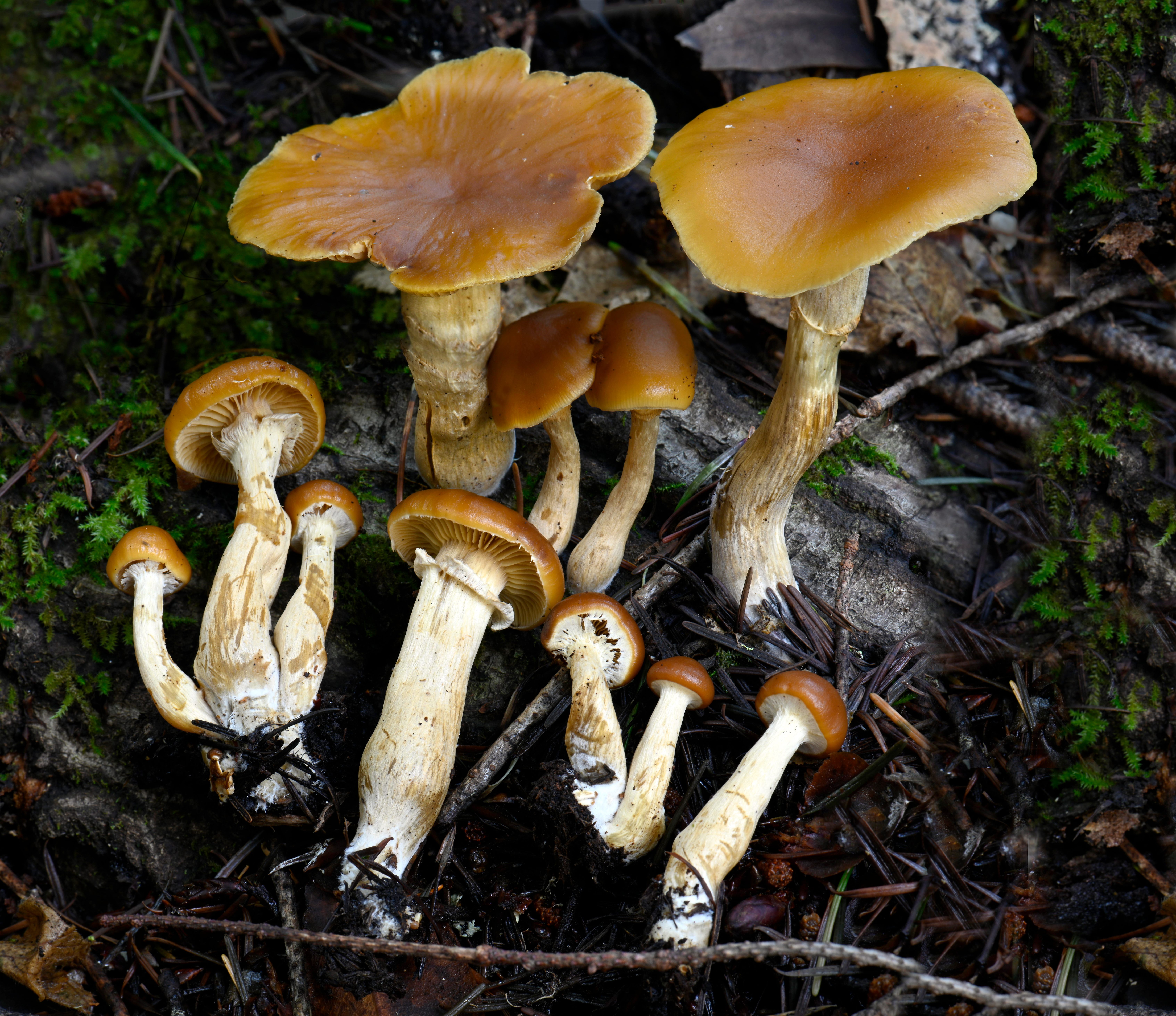 Deadly galerina